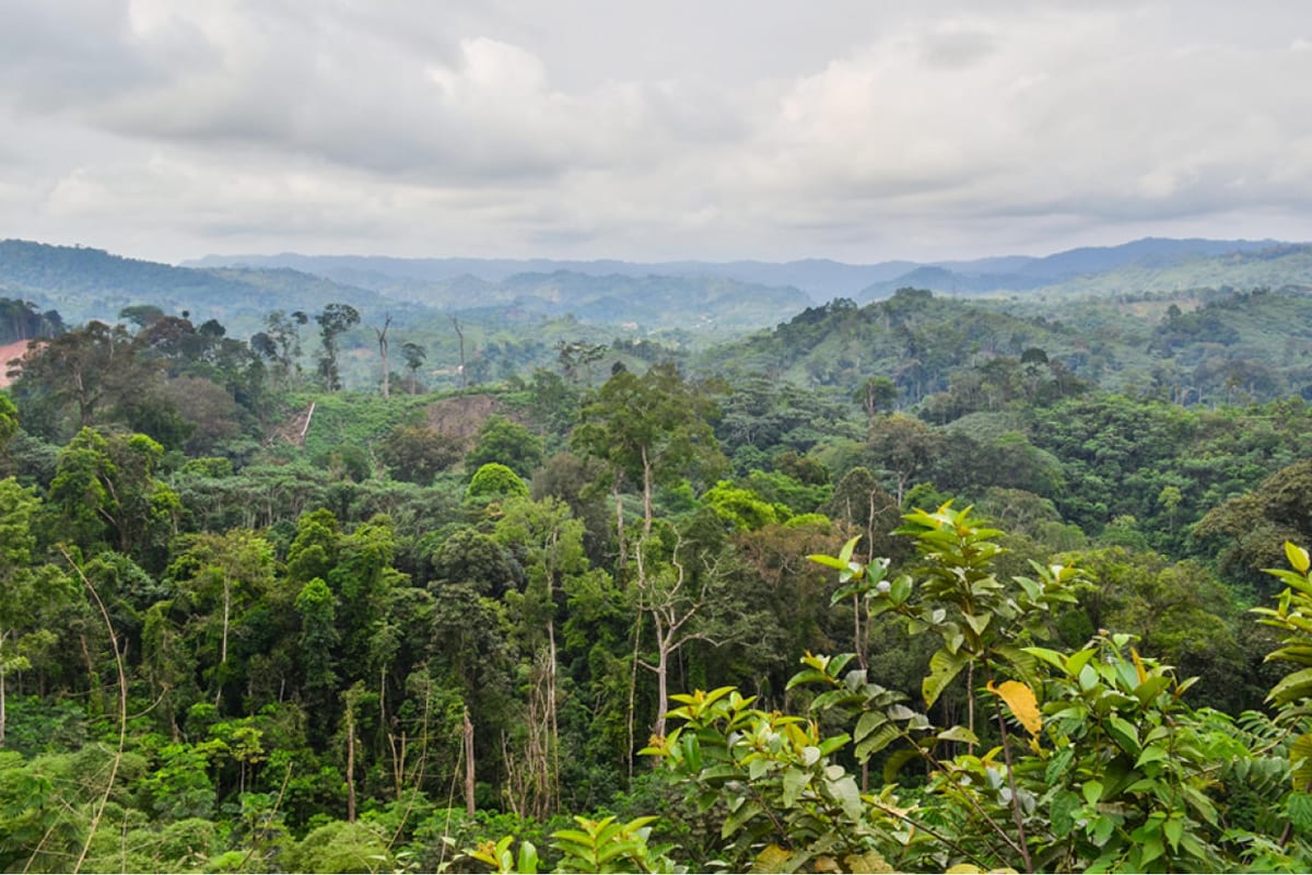 Forests, Carbon, and Natural Capital